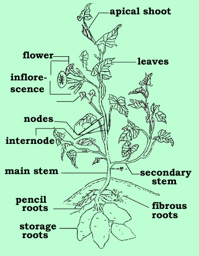 plant parts botany sweetpotato root stem morphology stages system growth development seeds keys